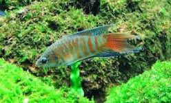 Tiền Giang: Tuyệt chủng cá lia thia
