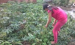 Chuyện lạ ở Kon Tum: Cà phê, sắn chết héo vì tưới nước giếng đào