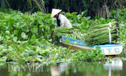 Rủ nhau 'nuôi' lục bình, chuyện lạ đời nhưng không mới ở miền Tây
