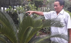 Chuyện 'khoán chui' của ông 'Chủ nhiệm khoai lang” ở 'đêm trước đổi mới'