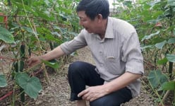 Làm giàu ở nông thôn: Bỏ 10 tỷ trồng rau xanh, cả làng 'phát sốt'