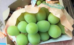 Mạnh tay chi cả triệu mua chùm nho mẫu đơn ngon nhất thế giới