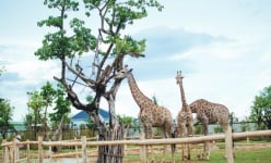 Khu bảo tồn thiên nhiên hoang dã ở Hội An không khác gì 'trời Tây'