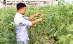 Trai đẹp bỏ lương 10 triệu về quê làm vườn rau sạch '5 không'