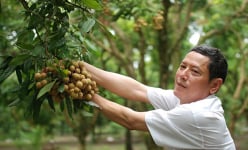 Hưng Yên có người phát ngôn về nhãn, kiên quyết loại trừ “tin độc”