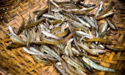 Kỹ nghệ săn cá tiến vua trông bé tí lại là đặc sản xứ Huế