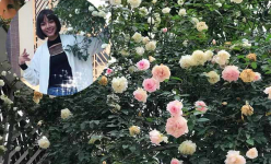 Vườn hồng vài nghìn gốc siêu quý 3.000m2 của hot girl 8x Thái Nguyên