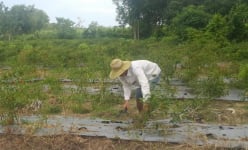 Tây Ninh: Ớt rớt cái bịch, từ 100 ngàn xuống 8 ngàn, bỏ đỏ đồng