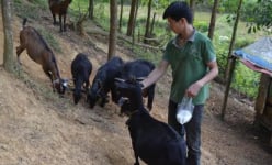 Làm giàu ở nông thôn: 9X xứ Nghệ viết kỳ tích ở Khe Voong