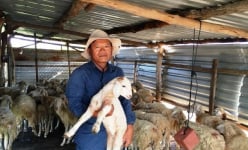 Tỷ phú du mục chăn cừu trên vùng thảo nguyên khô hạn Ninh Thuận