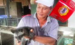 Nuôi loài chồn ngày ngủ đêm dậy đòi ăn cháo cá, lời 350 triệu/năm