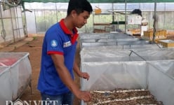 Nuôi loài kêu ri ri, chửa vài ngày đã đẻ, 9X Sơn La kiếm bộn tiền