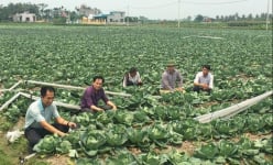 Gom đất trồng rau bán sang Nhật Bản, Đài Loan mà giàu nhất xã