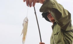 Nắng nóng, dân ở đây vô rừng ngập mặn bắt la liệt đặc sản biển ngon