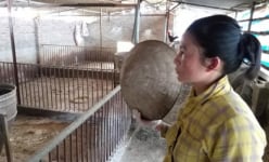 Sau nông dân, đại lý cám cũng sạt nghiệp vì dịch tả lợn châu Phi