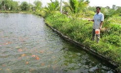Đà Nẵng: Muốn giàu nuôi cá, muốn khá dân ở đây cũng nuôi cá