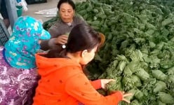 Chuyện lạ An Giang: Thắp điện trồng tía tô lấy lá bán sang Hàn Quốc