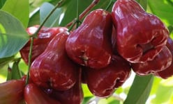 'Cây phát tài' mận An Phước đỏ mọng, ngọt mát lịm trên đất Cần Thơ