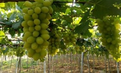 Công nghệ sinh học cứu “nữ hoàng” nho Ninh Thuận