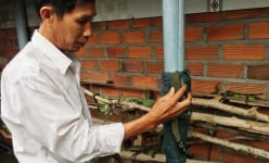 Chuyện lạ Khánh Hòa: Khá giả nhờ loài kỳ tôm nghịch nước như ranh