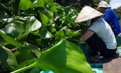 Chuyện lạ Hậu Giang: Dân bỏ rau nhút quay ra trồng..bèo dại