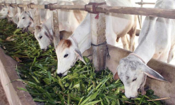 Chuyện lạ An Giang: Bò 'lên ngôi', dân cho bò uống nước tăng lực