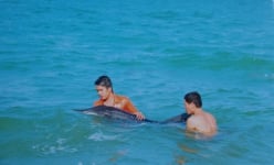 Khánh Hòa: Cá heo “bơi lạc” vào đìa tôm bỏ hoang