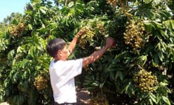 Nhãn lồng Hưng Yên ngon ngọt trên đất Đak Pơ