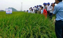 Lúa kim cương 111 giỏi chống chịu thời tiết bất lợi