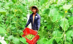 Hotboy bỏ học lập trang trại trồng rau sạch 'triệu đô'