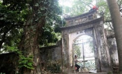 Cây sưa 200 tuổi mục nát, 100 tỷ thành củi mục: Cả làng phát sốt