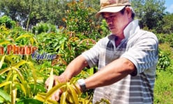 Bình Phước: Rau rừng thơm, ngon, bổ, rẻ mà bán trầy trật, ế ẩm