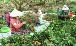 Ngoài thanh long, Bình Thuận còn có nhãn, xoài... 'đẻ' ra trăm triệu