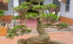 'Phát sốt' với 'cụ' duối lùn dáng long, giá 100 triệu ở Ninh Bình