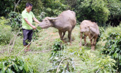 Nơi 'khỉ ho cò gáy', dân khấm khá lên nhờ chăn nuôi trâu, bò sinh sản