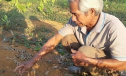 Nông dân xót xa vì cam, chuối bị kẻ xấu giở trò chặt đứt ngang