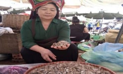 Luồn rừng sâu tìm đặc sản hiếm nấm Cánh Chuồn nơi 'biển mây' Tây Bắc