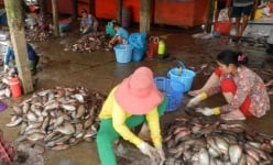 Chuyện lạ ở An Giang: Bí ẩn nghề gom vảy cá ở chợ quê mà hốt bạc