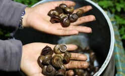 Đồng Nai: Đêm hôm dân lọ mọ 'săn' loài ốc kỳ lạ này để làm gì?