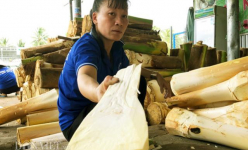 Trai Bến Tre cầm chắc cả chục triệu mỗi tháng nhờ bán “tim” cây dừa