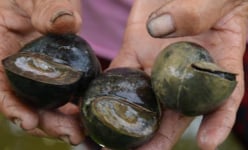 Nuôi 'con 4 tháng không cần ăn vẫn sống': Thắng giòn giã, xây nhà to