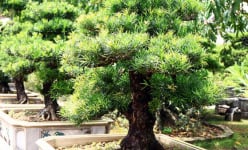 Đột nhập vườn tùng cổ hàng trăm tỷ của đại gia Hưng Yên