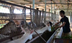 Chuyện lạ Thái Bình: 'Cãi' mẹ, nuôi dê vắt sữa, thu 30 triệu/tháng
