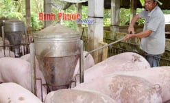 Chuyện lạ Bình Phước: Bí quyết nuôi heo lãi tiền tỷ thời dịch tả