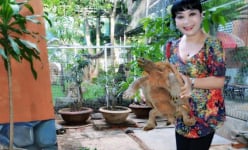 Đắk Lắk: Lạ đời, 20 năm nuôi đàn rùa 60 con chỉ để..ngắm