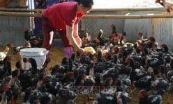 Gà đỏ là giống gà gì mà dân Tuyên Quang nuôi thả rông làm giàu?
