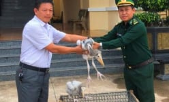 Hai con chim lạ quý hiếm vừa phát hiện ở Đắk Lắk là loài gì?
