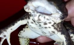 Chuyện lạ ở Sóc Trăng: Ếch không đầu vẫn sống khỏe, nhảy khỏe