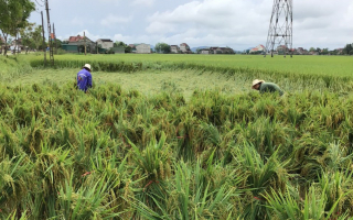 Nông dân bất lực nhìn lúa Đông Xuân sắp thu hoạch đổ rạp