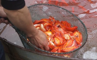 Cúng ông Công ông Táo năm 2024 giờ nào, ngày nào, cúng gì mang nhiều lộc nhất?
